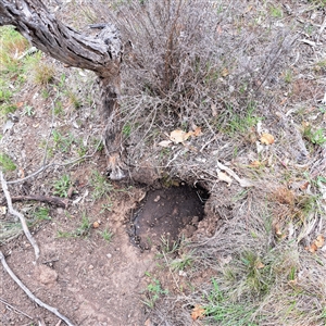 Oryctolagus cuniculus (European Rabbit) at Watson, ACT by abread111