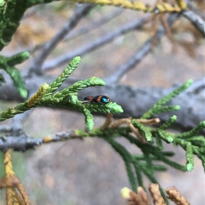 Dicranolaius bellulus (Red and Blue Pollen Beetle) at Carwoola, NSW - 9 Dec 2024 by AmyT