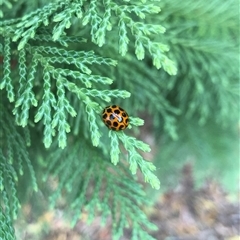 Harmonia conformis (Common Spotted Ladybird) at Carwoola, NSW - 9 Dec 2024 by AmyT