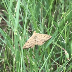 Scopula rubraria (Reddish Wave, Plantain Moth) at Carwoola, NSW - 9 Dec 2024 by AmyT