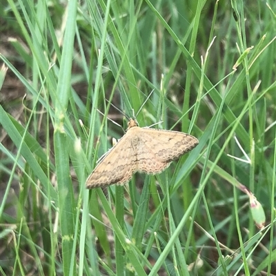 Scopula rubraria (Reddish Wave, Plantain Moth) at Carwoola, NSW - 9 Dec 2024 by AmyT