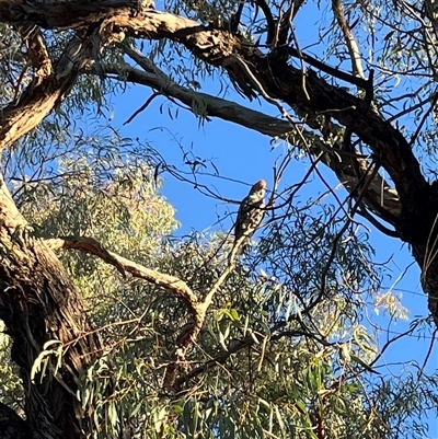 Callocephalon fimbriatum (Gang-gang Cockatoo) at Cook, ACT - 8 Dec 2024 by Jennybach