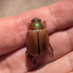 Anoplognathus brunnipennis (Green-tailed Christmas beetle) at Holder, ACT - 8 Dec 2024 by Miranda