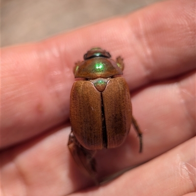 Anoplognathus sp. (genus) at Holder, ACT - 8 Dec 2024 by Miranda