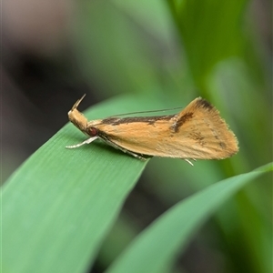 Thema brevivitella (A Concealer moth (Chezala Group)) at Holder, ACT by Miranda