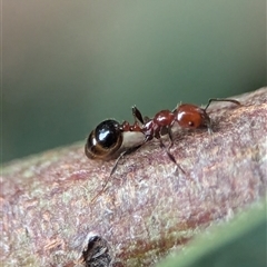 Monomorium / Chelaner (genus group) at Holder, ACT - 9 Dec 2024 by Miranda