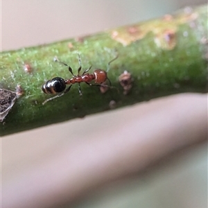 Monomorium / Chelaner (genus group) at Holder, ACT - 9 Dec 2024