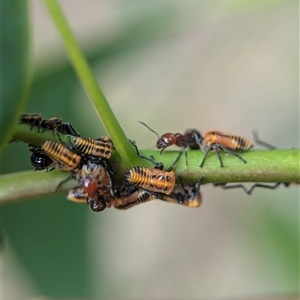 Monomorium / Chelaner (genus group) at Holder, ACT - 9 Dec 2024