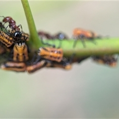 Monomorium / Chelaner (genus group) at Holder, ACT - 9 Dec 2024