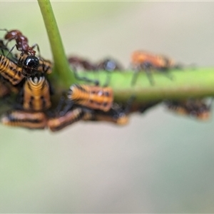 Monomorium / Chelaner (genus group) at Holder, ACT - 9 Dec 2024