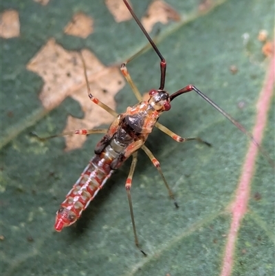 Rayieria acaciae (Acacia-spotting bug) at Holder, ACT - 9 Dec 2024 by Miranda