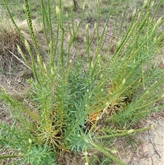 Reseda luteola (Weld) at Kenny, ACT - 8 Dec 2024 by SteveBorkowskis