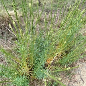 Reseda luteola at Kenny, ACT - 9 Dec 2024