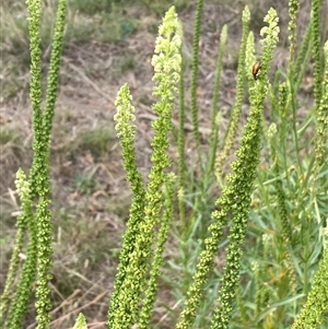 Reseda luteola at Kenny, ACT - 9 Dec 2024