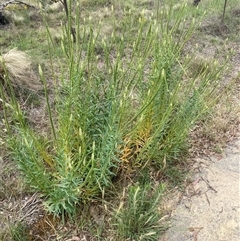 Reseda luteola at Kenny, ACT - 9 Dec 2024