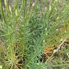 Reseda luteola at Kenny, ACT - 9 Dec 2024