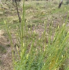 Reseda luteola at Kenny, ACT - 9 Dec 2024