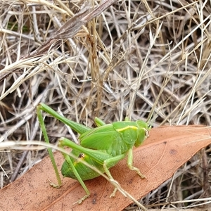 Caedicia simplex (Common Garden Katydid) at Yass River, NSW by SenexRugosus