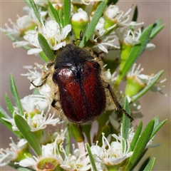 Bisallardiana gymnopleura (Brown flower chafer) at Tharwa, ACT - 8 Dec 2024 by DPRees125