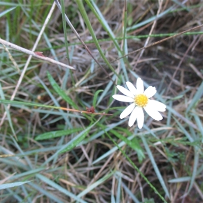 Brachyscome parvula at Wingan River, VIC - 4 May 2017 by JasonPStewartNMsnc2016