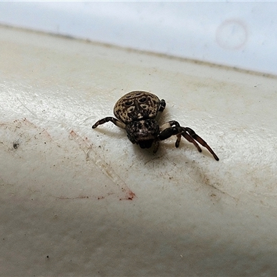 Cymbacha ocellata (Crab spider) at Hawker, ACT - 9 Dec 2024 by sangio7