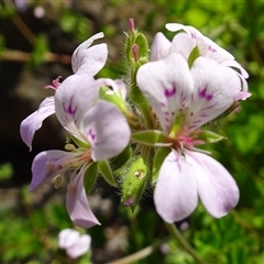 Pelargonium australe (Austral Stork's-bill) at Yarralumla, ACT - 27 Nov 2024 by AndyRussell