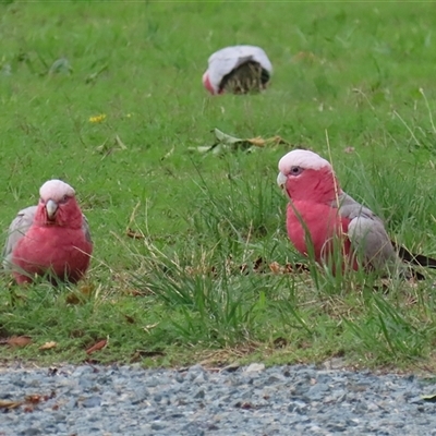 Eolophus roseicapilla (Galah) at Isabella Plains, ACT - 9 Dec 2024 by RodDeb