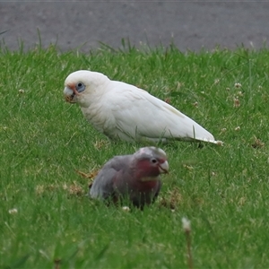 Cacatua sanguinea at Isabella Plains, ACT by RodDeb