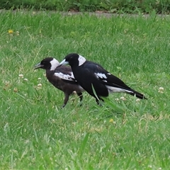 Gymnorhina tibicen (Australian Magpie) at Isabella Plains, ACT - 9 Dec 2024 by RodDeb