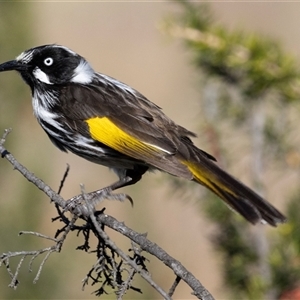 Phylidonyris novaehollandiae at Fyshwick, ACT by AlisonMilton