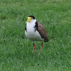 Vanellus miles (Masked Lapwing) at Isabella Plains, ACT - 9 Dec 2024 by RodDeb