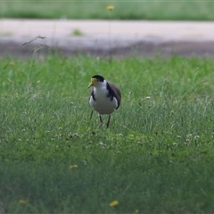 Vanellus miles at Isabella Plains, ACT - 9 Dec 2024 12:19 PM