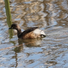 Tachybaptus novaehollandiae (Australasian Grebe) at Fyshwick, ACT - 4 Sep 2024 by AlisonMilton