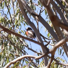 Petroica boodang (Scarlet Robin) at Gundaroo, NSW - 8 Dec 2024 by ConBoekel