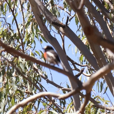 Petroica boodang at Gundaroo, NSW - 7 Dec 2024 by ConBoekel