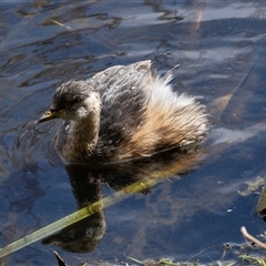 Tachybaptus novaehollandiae (Australasian Grebe) at Fyshwick, ACT - 4 Sep 2024 by AlisonMilton