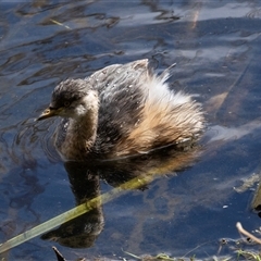 Tachybaptus novaehollandiae at Fyshwick, ACT - 4 Sep 2024 by AlisonMilton