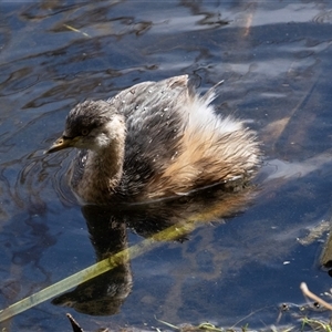 Tachybaptus novaehollandiae at Fyshwick, ACT by AlisonMilton