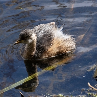 Tachybaptus novaehollandiae at Fyshwick, ACT - 4 Sep 2024 by AlisonMilton