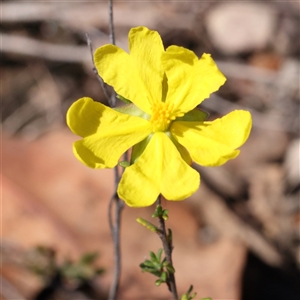 Hibbertia riparia at Gundaroo, NSW by ConBoekel