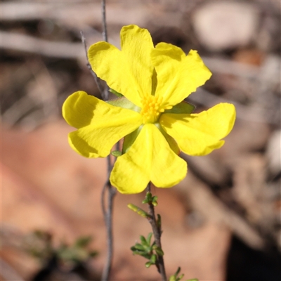 Hibbertia riparia at Gundaroo, NSW - 7 Dec 2024 by ConBoekel