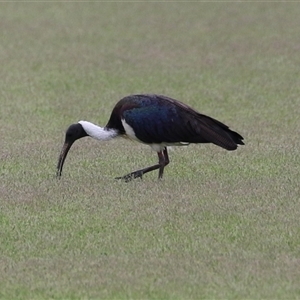 Threskiornis spinicollis (Straw-necked Ibis) at Isabella Plains, ACT by RodDeb