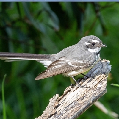 Rhipidura albiscapa (Grey Fantail) at Fyshwick, ACT - 4 Sep 2024 by AlisonMilton