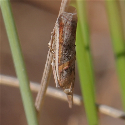 Unidentified Moth (Lepidoptera) at Gundaroo, NSW - 7 Dec 2024 by ConBoekel