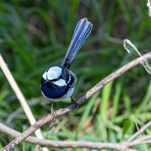 Malurus cyaneus at Fyshwick, ACT - 4 Sep 2024 02:59 PM