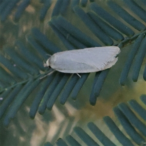 Zacorus carus at Gundaroo, NSW by ConBoekel