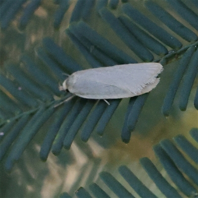 Zacorus carus at Gundaroo, NSW - 7 Dec 2024 by ConBoekel