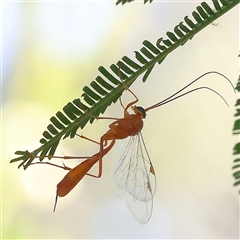 Ichneumonidae (family) (Unidentified ichneumon wasp) at Gundaroo, NSW - 7 Dec 2024 by ConBoekel