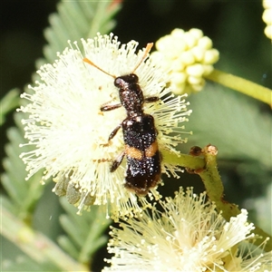 Eleale pulchra at Gundaroo, NSW - 8 Dec 2024