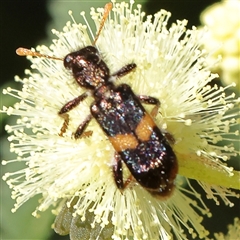 Eleale pulchra at Gundaroo, NSW - 8 Dec 2024 09:32 AM